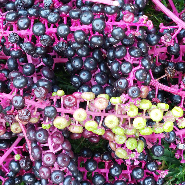 Cashmere Pullover 'Kelly' - Eco Tye-Dye -  Pokeberry